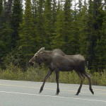 Motorcyclist fatality sheds light on dangers of moose crossings