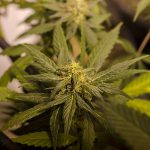 Marijuana linked to higher car fatality rates