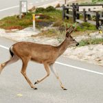 Can I get someone else to pay for the damage to my car if I hit a deer?